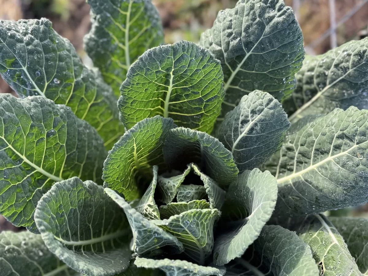 Bright green kale growing in a community garden bed.